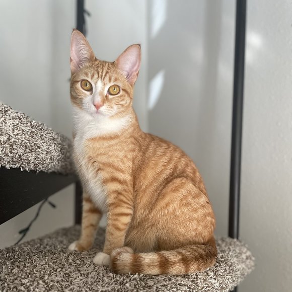 Meet your Posher, Hannah - Picture 1 of 1